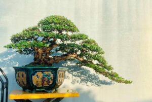 hải châu bonsai dáng hoành