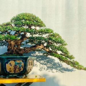 hải châu bonsai dáng hoành
