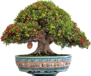hải châu bonsai dáng trực