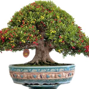 hải châu bonsai dáng trực