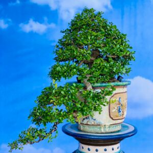 hải châu bonsai mẫu 1