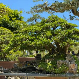 hải châu bonsai mẫu 7