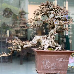 hải châu bonsai mẫu 4