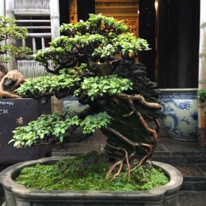 hoa giấy bonsai ôm đá mẫu 10