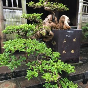 hoa giấy dáng huyền mẫu 9