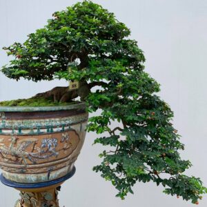 kim quýt bonsai dáng huyền