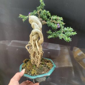 linh sam dáng quái