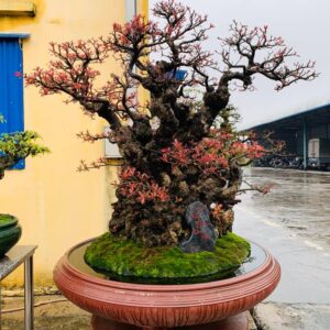 lộc vừng bonsai mẫu 1