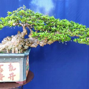 mai chiếu thủy bonsai dáng hoành mẫu 9
