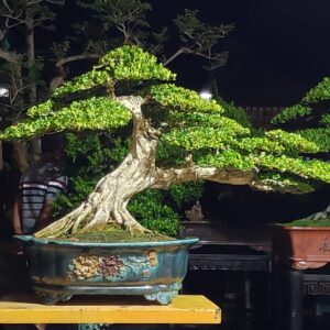 mẫu 1