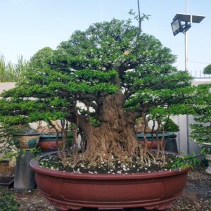 mẫu 11