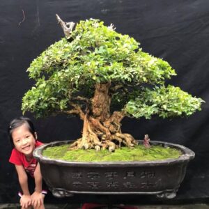 mẫu 11