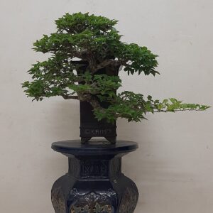 mẫu 12