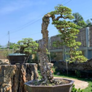 mẫu 12