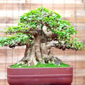 mẫu 13