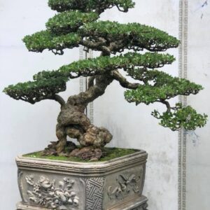 mẫu 13