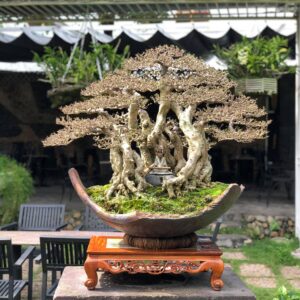 mẫu 14