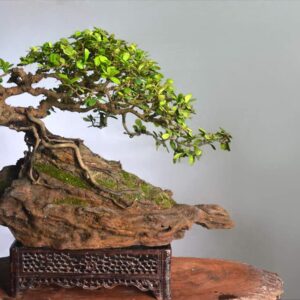 mẫu 14