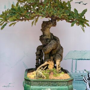 mẫu 15