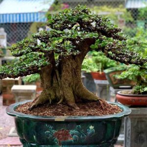 mẫu 15
