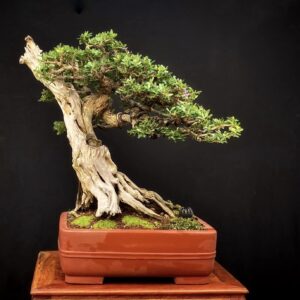 mẫu 15