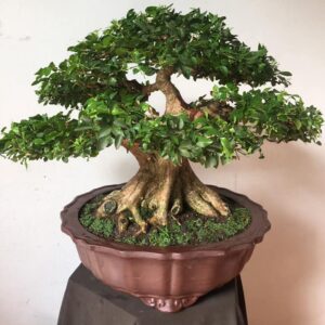 mẫu 16