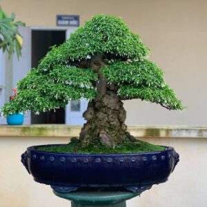 mẫu 16