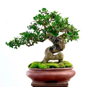 mẫu 17