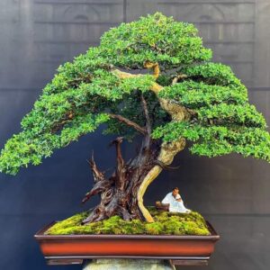 mẫu 17