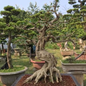 mẫu 17