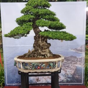 mẫu 17