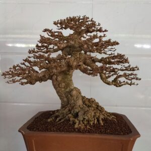 mẫu 19