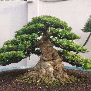 mẫu 2