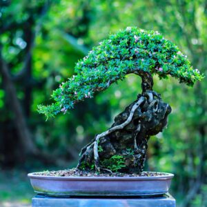 mẫu 20
