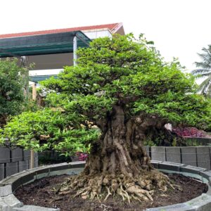 mẫu 20