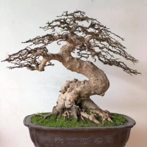 mẫu 3