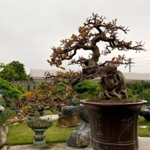 mẫu 3