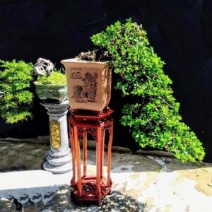 mẫu 6