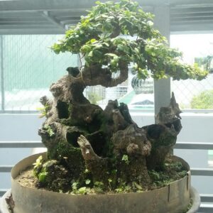 mẫu 7