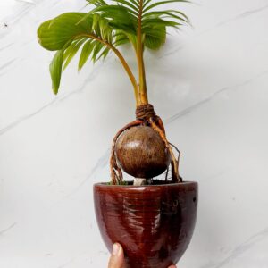 mẫu dừa bonsai số 5