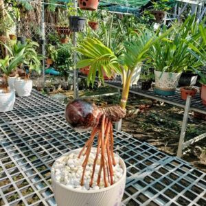 mẫu dừa bonsai số 6