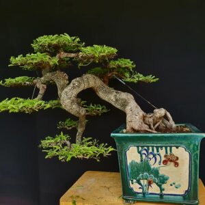 me bon sai mẫu số 14