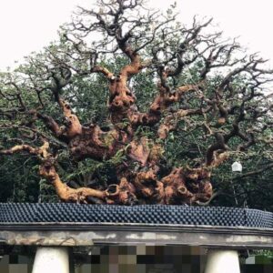 me bonsai có giá lên tới cả trăm triệu