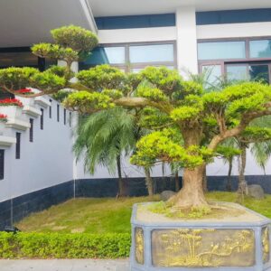 nên trồng cây tung la hán bonsai trước nhà
