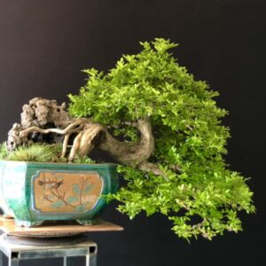 nguyệt quế bonsai trong nahf mẫu 13