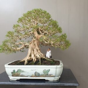 nguyệt quế bonsai để bàn mẫu 12