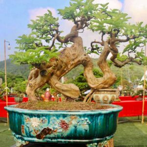 ổi bon sai có giá lên tới hàng trăm triệu đồng