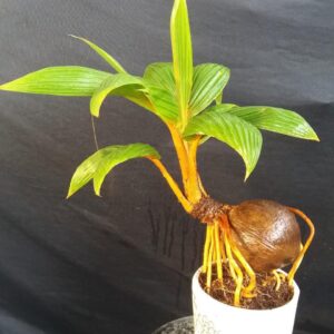 tạo dáng bonsai cho dừa