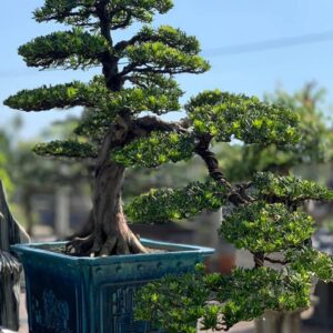 tùng kim cương bonsai mẫu 5