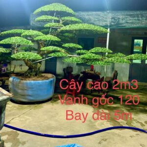 tùng la hán dáng bay chuẩn